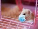 Hamsters conquer the world of crypto betting