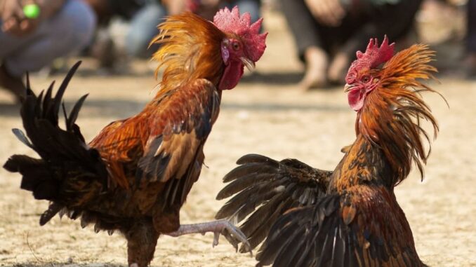 Philippines decide 5% betting tax on cockfighting
