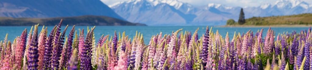 Online Casinos New Zealand