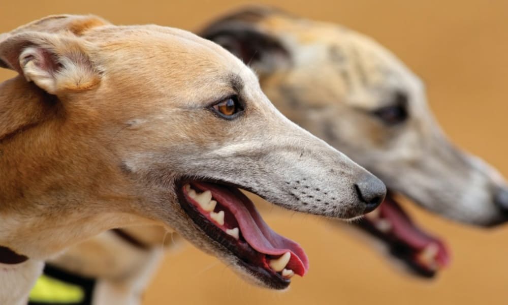 Dog races in Florida come to an end Online Casino Portal