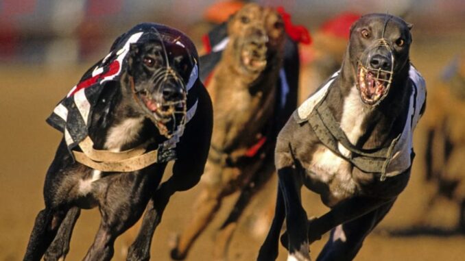 British gambling corporations support greyhounds