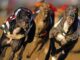 British gambling corporations support greyhounds