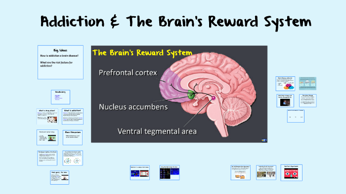 Reward system in the brain